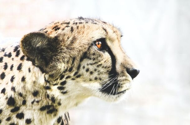 Wildlife and animal welfare